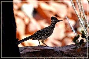 Profile of Roadrunner