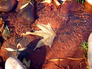 Leaf in Water  