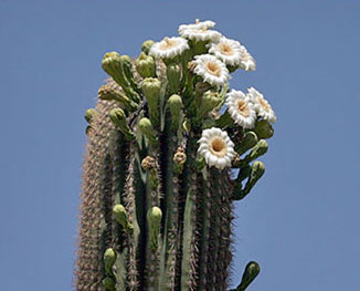 saguaro-cactus