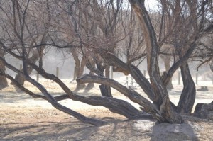 The Tree by Ansul ( Los Lunas , NM )